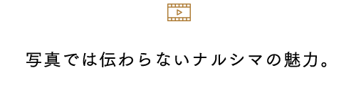 写真では伝わらないナルシマの魅力。